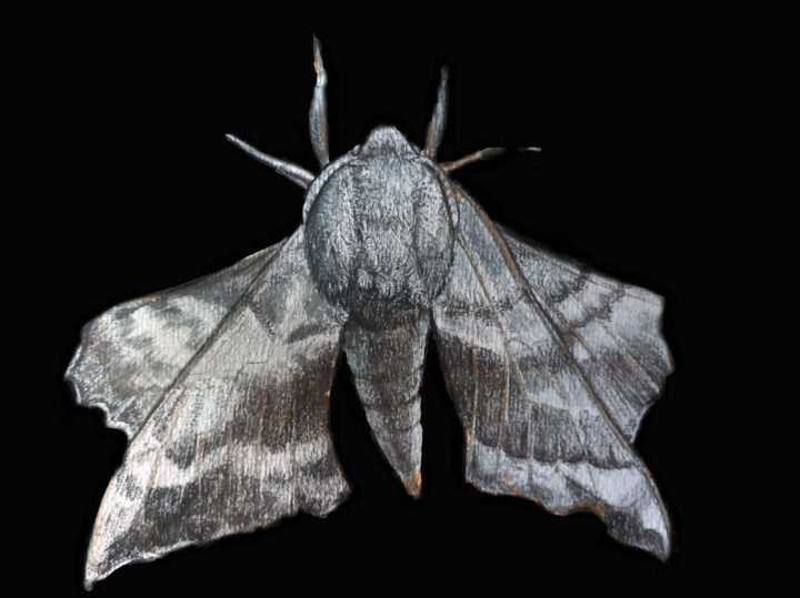 hawk moth black background