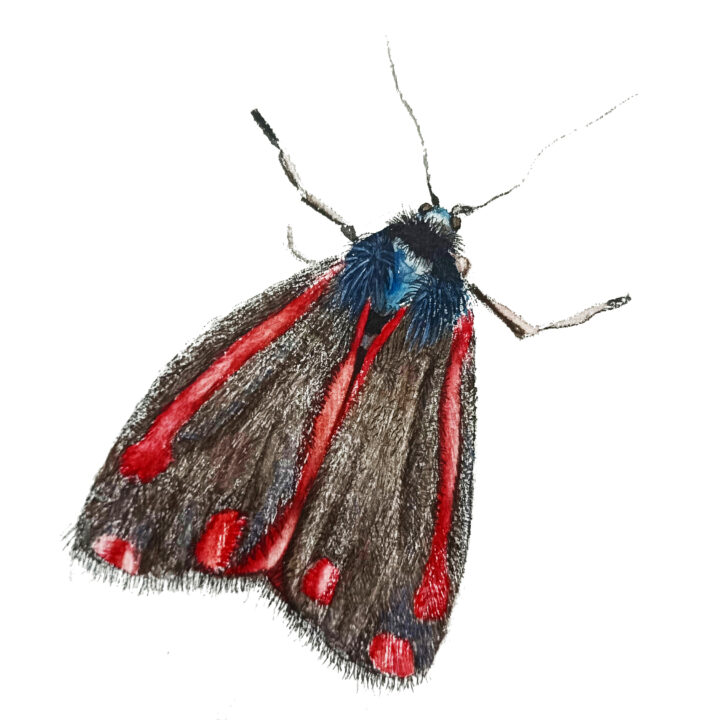 moth cinnabar postcard